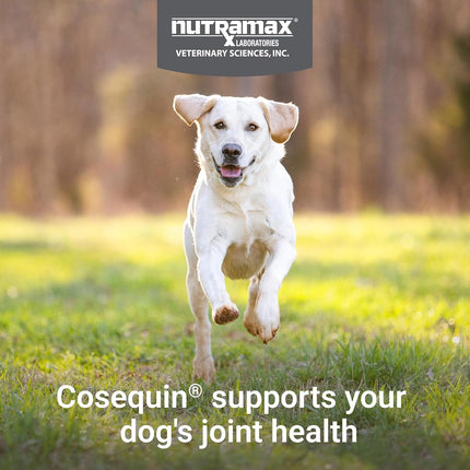 Nutramax Cosequin Joint Health Supplement for Dogs - with Glucosamine, Chondroitin, MSM, and Omega-3's, 120 Soft Chews
