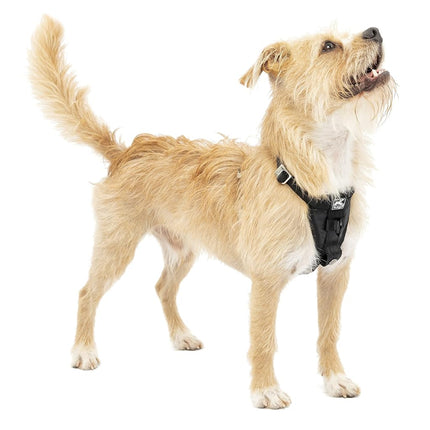 Kurgo Tru-Fit Enhanced Strength Dog Harness - Cras