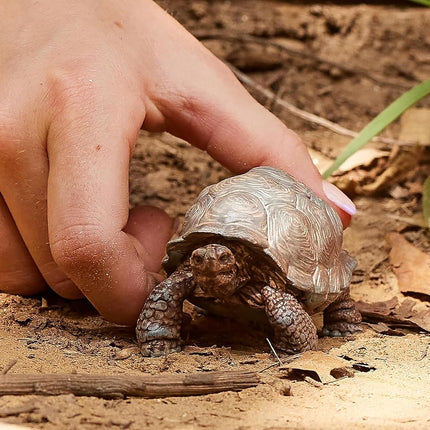 Schleich Wild Life - Giant Tortoise Toy Figurine - Kids Ages 3+ | 14824