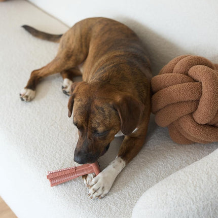 SPOT Bam-Bones Plus T-Bone, Masticable de bambú y nailon para perros, Duradero para masticadores agresivos, No se astilla, Para perros adultos y cachorros en etapa de dentición de menos de 27 kg, 15 cm, Sabor a carne de res