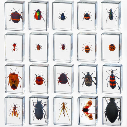 20 Pcs Insect in Resin Bug Preserved Specimen Coll