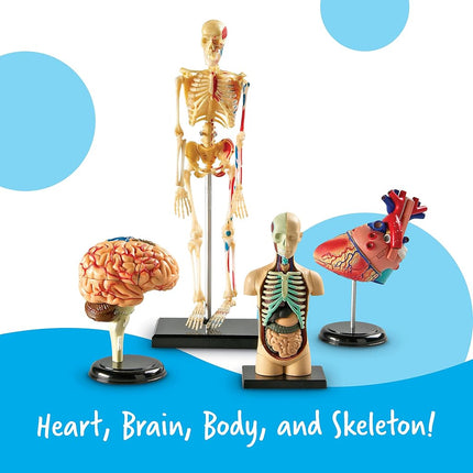 Learning Resources Anatomy Models Bundle, Ages 8+, Human Body, Brain, Heart, Skeleton, Miniature Models for Classroom Learning, Hands-on Science, 132 Pieces
