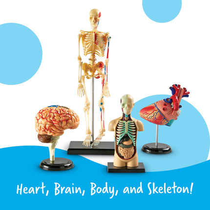 Learning Resources Anatomy Models Bundle, Ages 8+, Human Body, Brain, Heart, Skeleton, Miniature Models for Classroom Learning, Hands-on Science, 132 Pieces