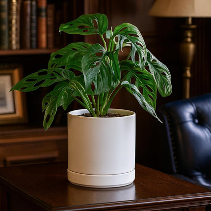 Ceramic Planter Pot with Drainage Hole and Saucer, Indoor Cylinder Round Planter Pot, 6 Inch, White