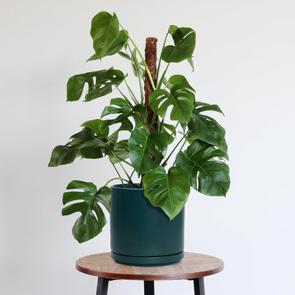 D'vine Dev 10 Inch Ceramic Planter Pot, Teal, 94-O-E-9