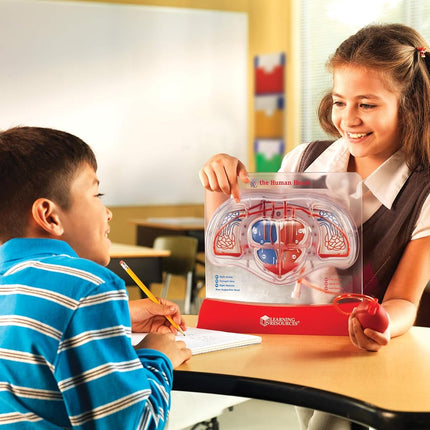 Learning Resources Pumping Heart Model, 12inx11inx5in