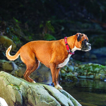 EZYDOG Double Up Dog Collar | Dog Collar Small, Medium, Large Dogs, Reflective Dog Collar, Supreme Comfort, Soft Neoprene Material, Strong Nylon Webbing (Medium, Corduroy)