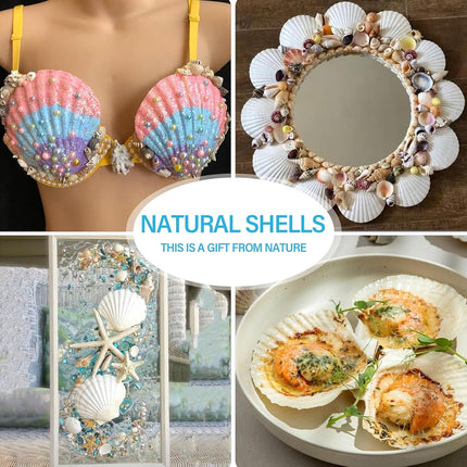 SINKOO 8PCS Large Scallop Shells 4"-5", Natural White Seashells for Crafts
