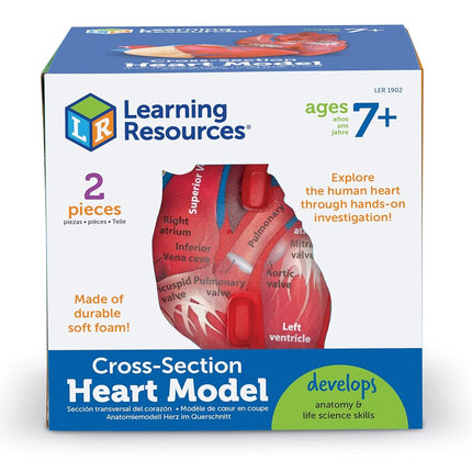 Learning Resources Soft Foam Cross-Section Human Heart Model