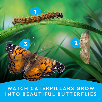 Kit d'élevage de papillons NATIONAL GEOGRAPHIC – Kit d'habitat de papillons avec bon pour échanger 5 chenilles (10,95 $ de frais de port non inclus), cage à papillons, mangeoire (exclusivité Amazon)