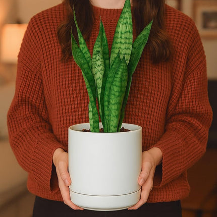 Ceramic Planter Pot with Drainage Hole and Saucer, Indoor Cylinder Round Planter Pot, 6 Inch, White