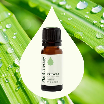 Plant Therapy Citronella Essential Oil 10 mL (1/3 oz) 100% Pure, Undiluted