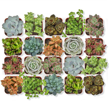 Altman Plants Assorted Succulents 2" 20 Pack, 20 P