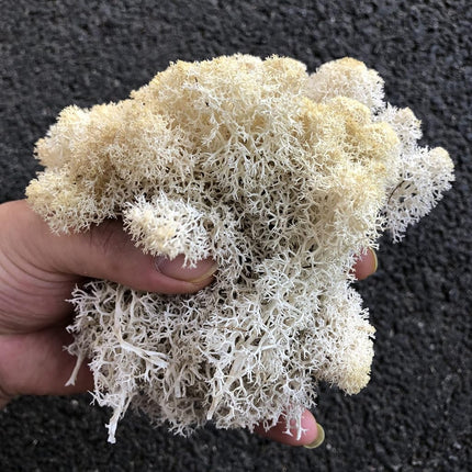 prefleur Preserved Reindeer Craft Moss Natural Green DIY Kit Gardenning Art Wall Florist Easter Table Decor Wedding(0.85lb) (White-01)