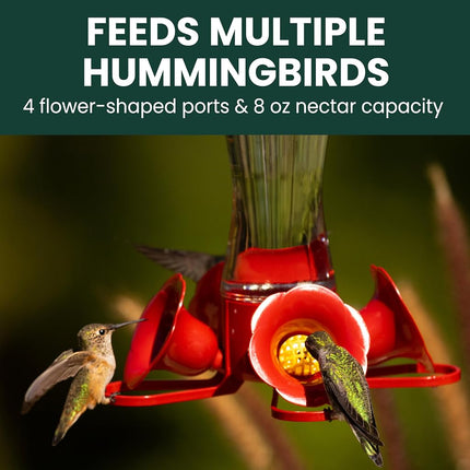 Perky-Pet 203CPBN-2 Glass Hummingbird Feeders for Outdoors with Perches, Ant Moat, Bee Guards - Pack of 2