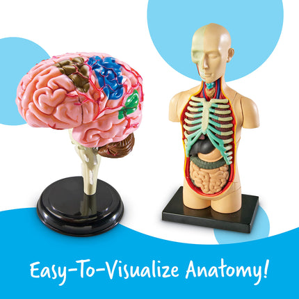 Learning Resources Anatomy Models Bundle, Ages 8+, Human Body, Brain, Heart, Skeleton, Miniature Models for Classroom Learning, Hands-on Science, 132 Pieces