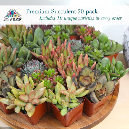 Altman Plants Assorted Succulents 2" 20 Pack, 20 Pack 20 Pack