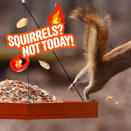 Cool Birds No Mess Sad Squirrels Hot Bird Seed – 10 lb. Spicy Shell-Free Blend with Peanuts, Sunflower Hearts & Chili Pepper Oil – No Waste, Squirrel-Resistant Bird Food for Outside Feeders