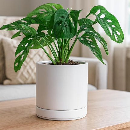 Ceramic Planter Pot with Drainage Hole and Saucer, Indoor Cylinder Round Planter Pot, 6 Inch, White