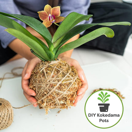 Perfect Plants Premium sphagnum moss in 2qt. resealable bag, long-fibre, sustainably harvested moss, for all orchid varieties
