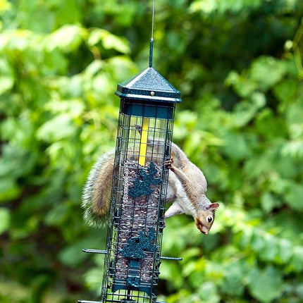 Squirrel Solution200 Squirrel-Proof Bird Feeder w/6 Feeding Ports, 3.4-Pound Seed Capacity, Free Seed Funnel