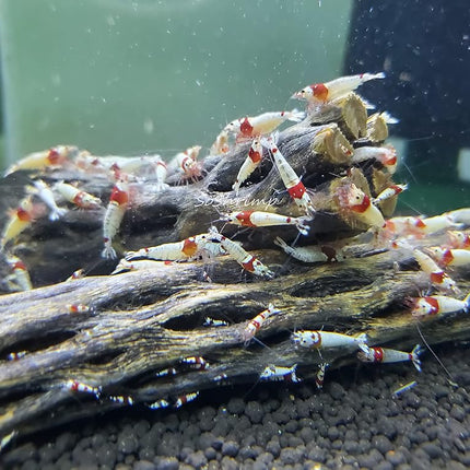 Natural Cholla Wood for Aquarium Decoration Shrimp and Fish Tank (4 Inch (5 Pack))