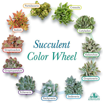 Altman Plants Assorted Succulents 2" 20 Pack, 20 Pack 20 Pack
