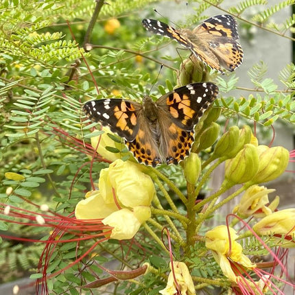 Insect Lore Butterfly Farm, Green
