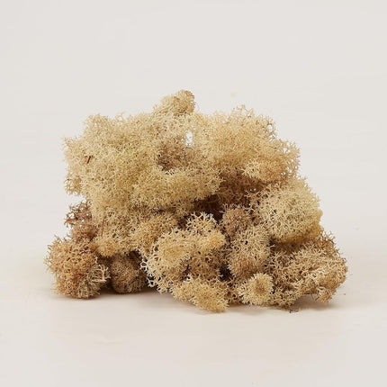 prefleur Preserved Reindeer Craft Moss Natural Green DIY Kit Gardenning Art Wall Florist Easter Table Decor Wedding(0.85lb) (White-01)