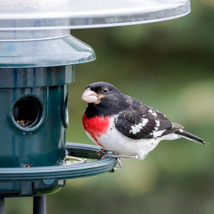 Jacobi Jayne 1024-V01 Feeder Buster Plus-Marauders Off Guaranteed Squirrel and Large Bird Proof/Metal, Green