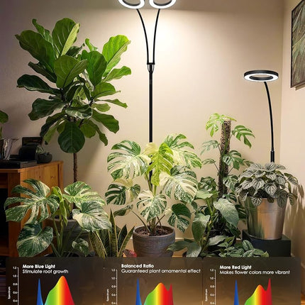 GLOWRIUM Grow Light with Stand,2-Head LED Plant Light for Indoor Plants, Full Spectrum Grow Lamp, 3/9/12H Timer, 6 Dimmable Levels, 3 Lighting Mode, Adjustable Height (Black, 36W)