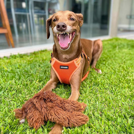 Best Pet Supplies Voyager Adjustable Dog Harness Leash Set with Reflective Stripes for Walking Heavy-Duty Full Body No Pull Vest with Leash D-Ring, Breathable All-Weather - Harness (Orange), S