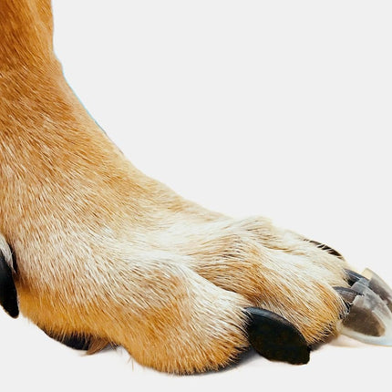 Dr. McHenry's Dog Toe Treads, Set of 20 w/Adhesive