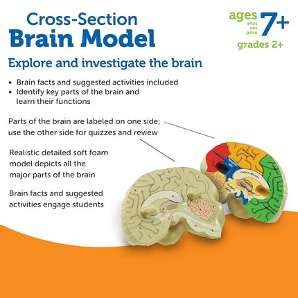 Learning Resources Cross-section Brain Model - 2 Pieces, Ages 7 Plus Brain Anatomy Model, Brain Functions Model, Human Anatomy for Kids, Foam Brain Model, Back to School Supplies