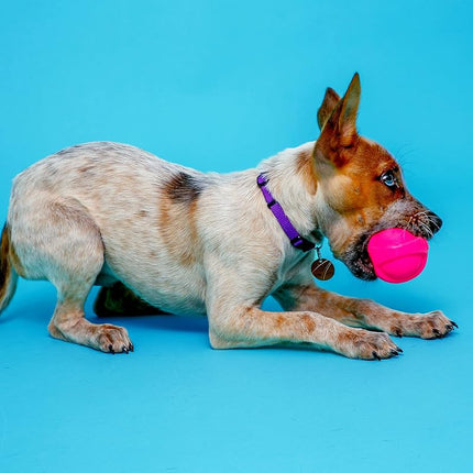 Hartz Dura Play Bacon Scented Squeak Ball Dog Toy for Small Breeds, 3 Pack