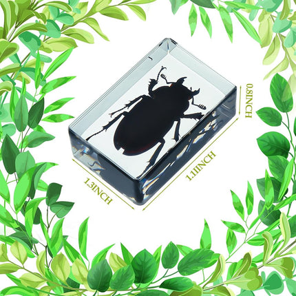 20 Pcs Insect in Resin Bug Preserved Specimen Collection Paperweights Resin Insects Various Insect Specimen for Office Men Women Biology Science Teacher Education Bug Collection Supplies (Insect)