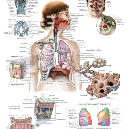 20 Pack - Anatomical Posters - Laminated - Muscular, Skeletal, Digestive, Respiratory, Circulatory, Endocrine, Lymphatic, Male & Female, Nervous, Spinal Nerves, Anatomy Charts - 18" x 27"