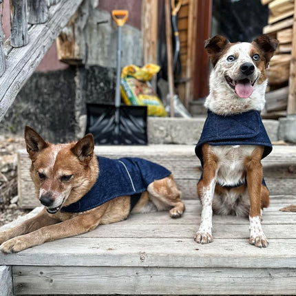 Carhartt Firm Duck Insulated Dog Chore Coat, Durable Weather Resistant Jacket for Cold and Windy Conditions, PFAS Free (Denim), X-Large