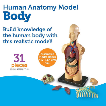 Learning Resources Anatomy Model Human Body, Ages 8+, 31-Piece Multicoloured Educational Science Model, Hands-On Learning for Kids