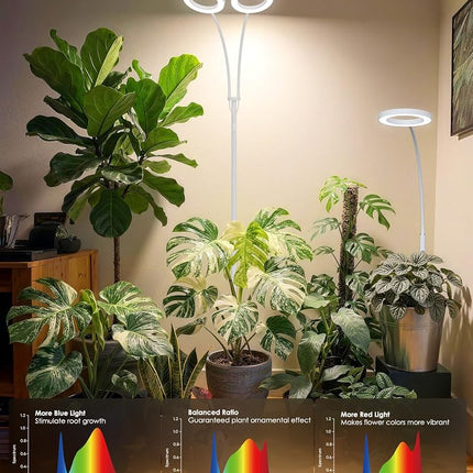 GLOWRIUM Grow Light with Stand,2-Head LED Plant Light for Indoor Plants, Full Spectrum Grow Lamp, 3/9/12H Timer, 6 Dimmable Levels, 3 Lighting Mode, Adjustable Height White 36W