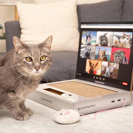 ScratchPad Pro — Griffoir pour chat en carton en forme d'ordinateur portable, excellente idée pour les propriétaires d'animaux de compagnie, jouets interactifs pour chats d'intérieur, fournitures pour chatons et articles pour chats
