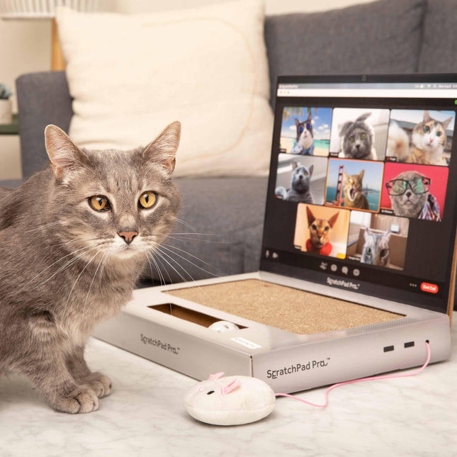ScratchPad Pro — Griffoir pour chat en carton en forme d'ordinateur portable, excellente idée pour les propriétaires d'animaux de compagnie, jouets interactifs pour chats d'intérieur, fournitures pour chatons et articles pour chats