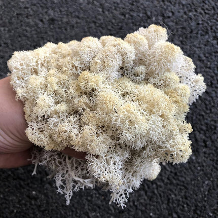 prefleur Preserved Reindeer Craft Moss Natural Green DIY Kit Gardenning Art Wall Florist Easter Table Decor Wedding(0.85lb) (White-01)