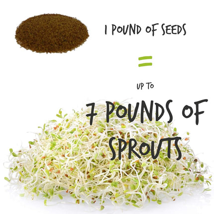 Organic Alfalfa Sprouting Seeds - 1 Lbs - Resealable Bag - Handy Pantry Brand - Growing Sprouts, Food Storage & More