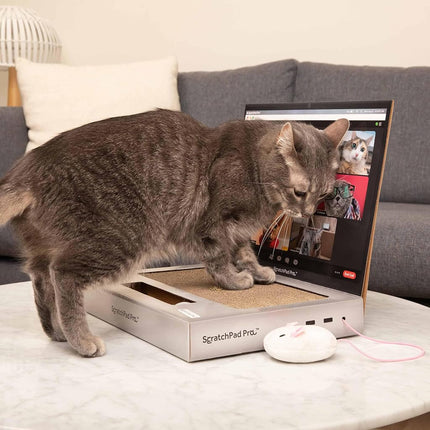 ScratchPad Pro — Griffoir pour chat en carton en forme d'ordinateur portable, excellente idée pour les propriétaires d'animaux de compagnie, jouets interactifs pour chats d'intérieur, fournitures pour chatons et articles pour chats