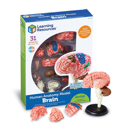 Maquette de cerveau Learning Resources