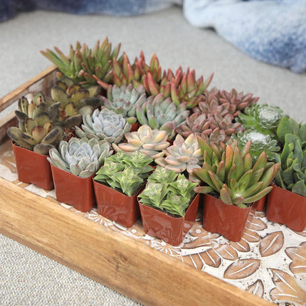 Altman Plants Assorted Succulents 2" 20 Pack, 20 Pack 20 Pack