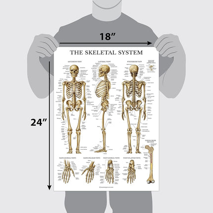 20 Pack - Anatomical Posters - Laminated - Muscular, Skeletal, Digestive, Respiratory, Circulatory, Endocrine, Lymphatic, Male & Female, Nervous, Spinal Nerves, Anatomy Charts - 18" x 27"