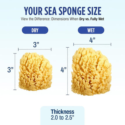 Baby Buddy Natural Yellow Sea Sponge, Newborn Bath Time Essential, Soft and Gentle for Tender Skin, Hypoallergenic and Biodegradable, 1 Pack