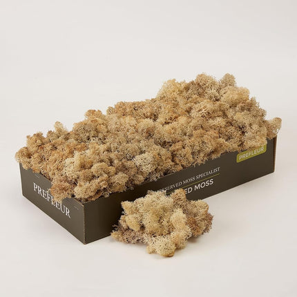 prefleur Preserved Reindeer Craft Moss Natural Gre